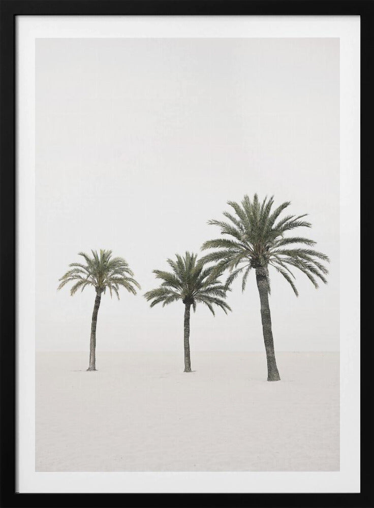 Palms | Poster
