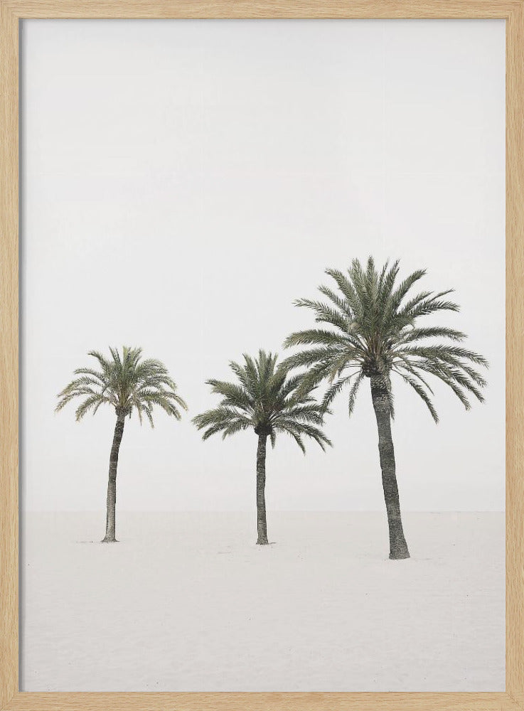 Palms | Poster