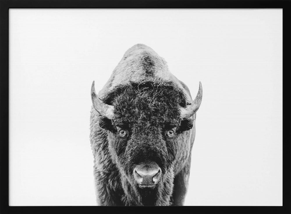 Bison Bw | Poster