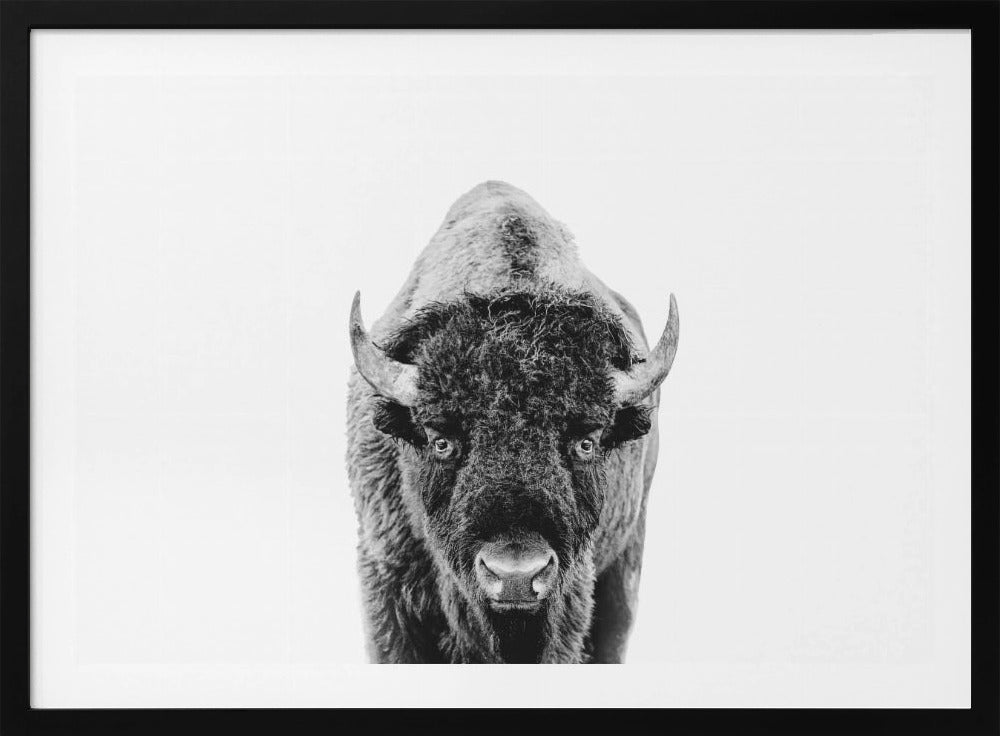 Bison Bw | Poster