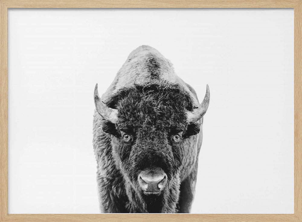 Bison Bw | Poster