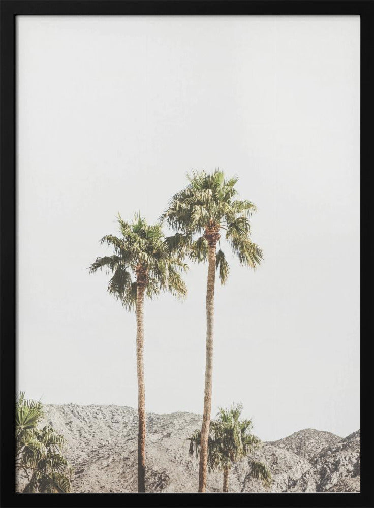 Palm Springs Palms | Poster