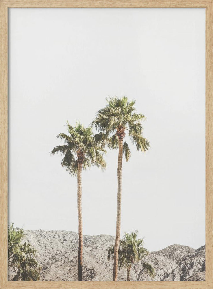 Palm Springs Palms | Poster