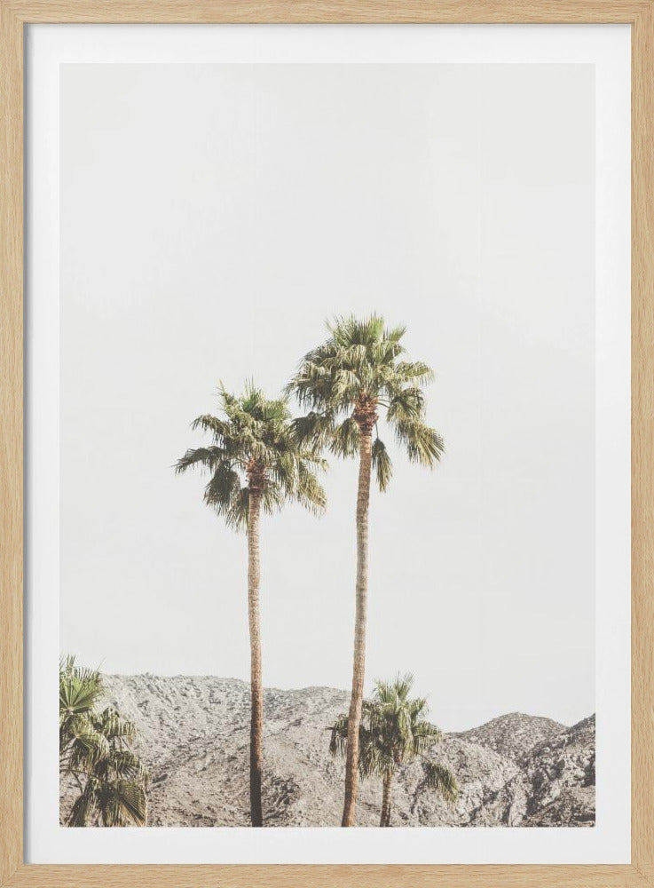 Palm Springs Palms | Poster