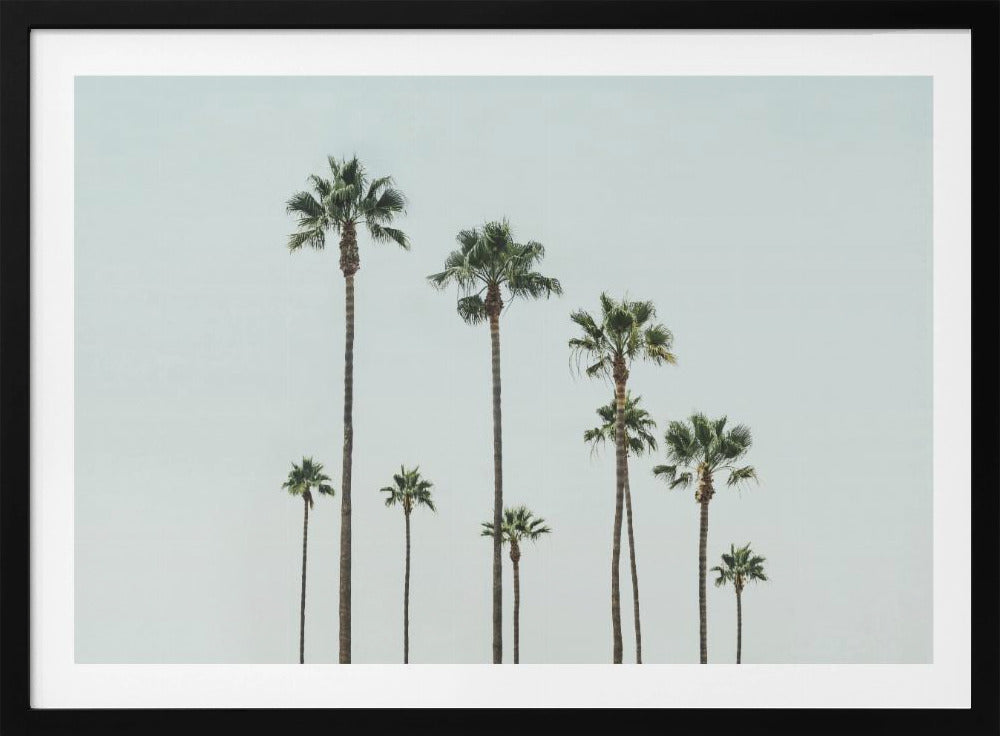 Cali Palms | Poster