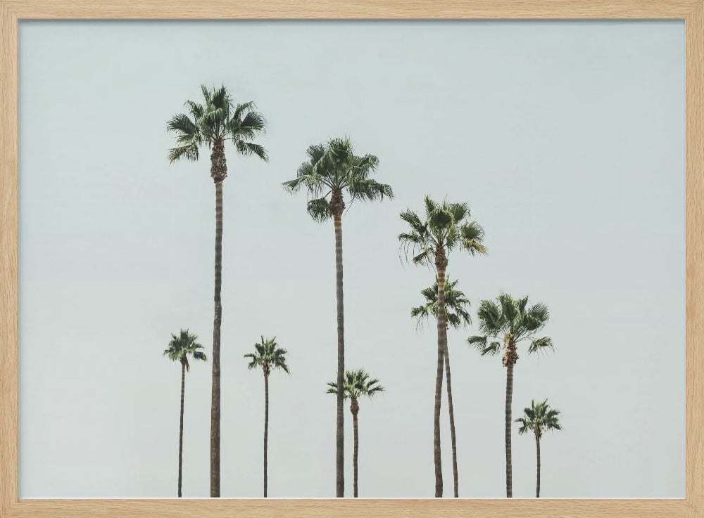 Cali Palms | Poster