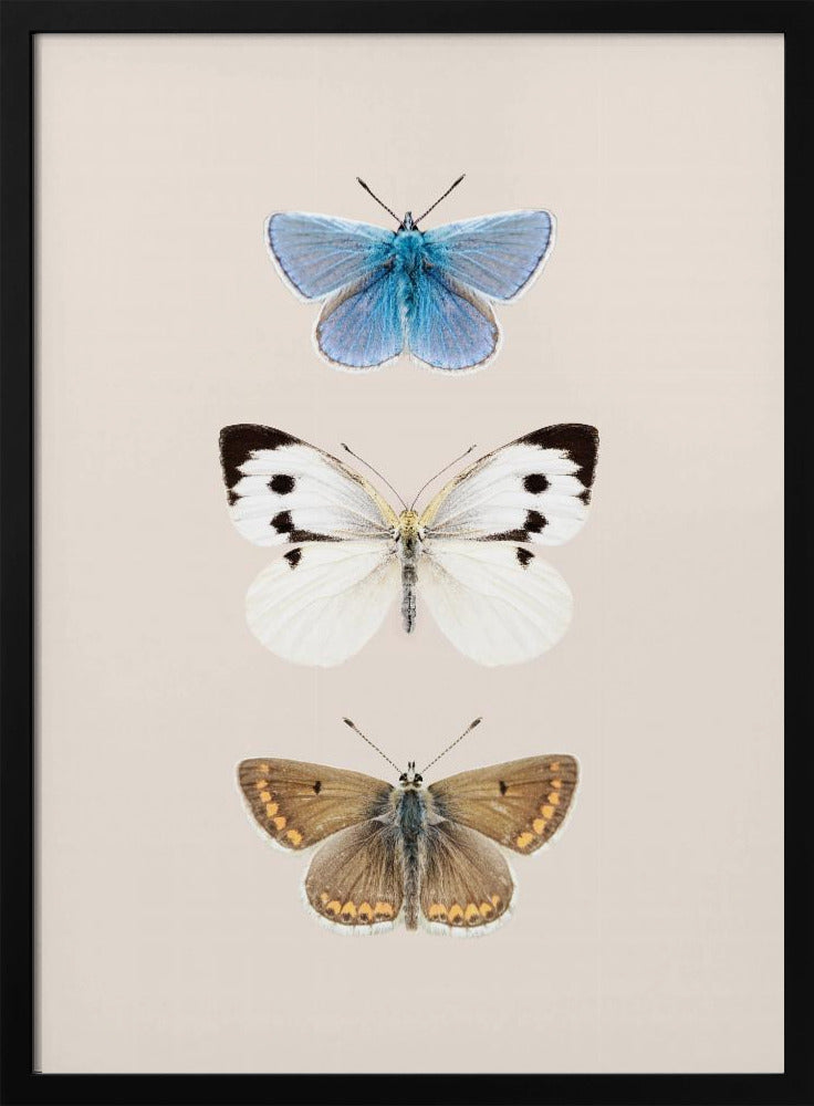 English Butterlies 2 | Poster