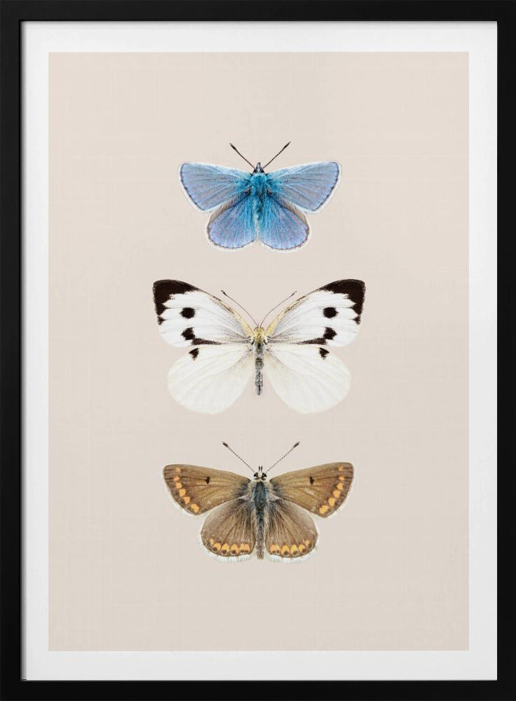 English Butterlies 2 | Poster