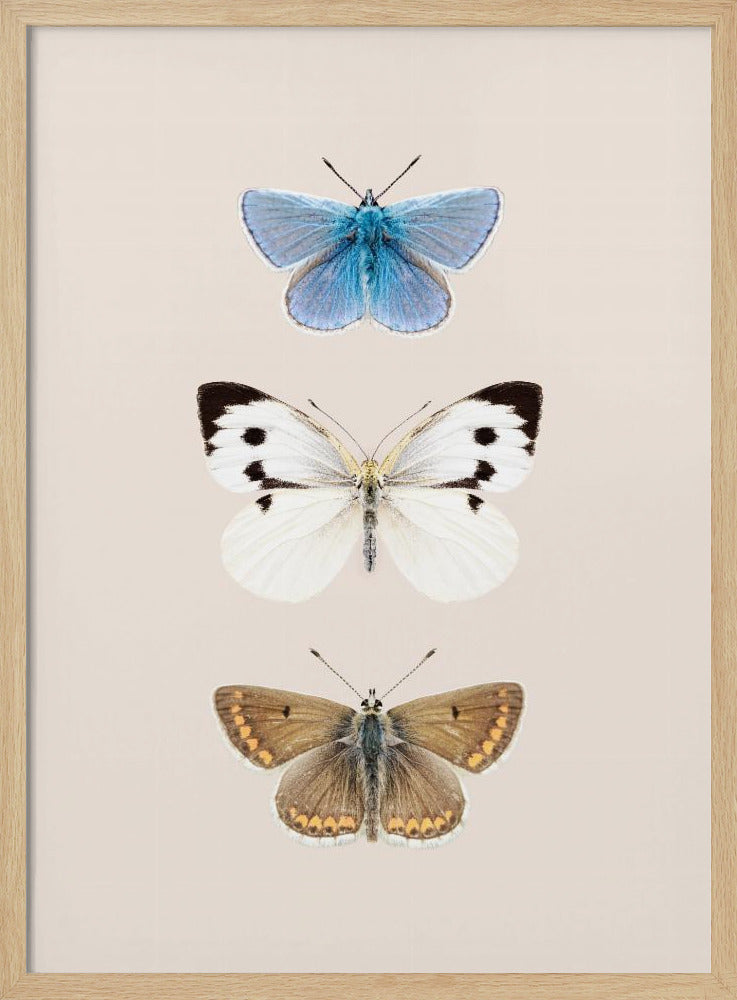 English Butterlies 2 | Poster