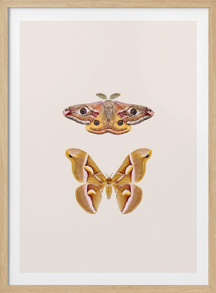 Moths | Poster