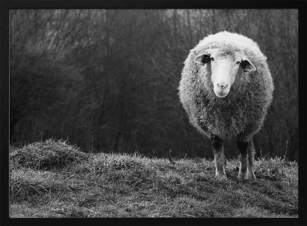 Wondering sheep | Poster