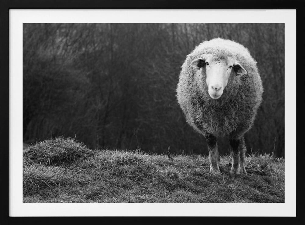 Wondering sheep | Poster