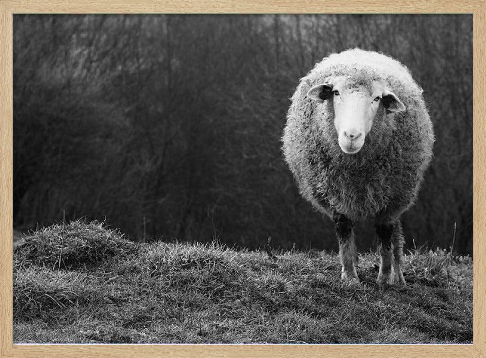 Wondering sheep | Poster