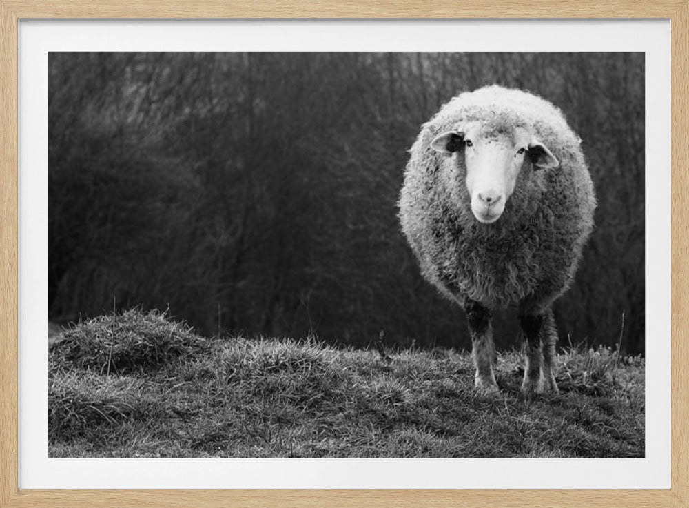 Wondering sheep | Poster