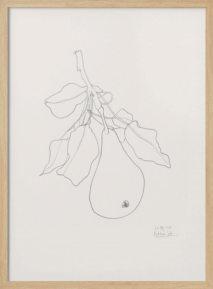 Elegant Pear Sketch | Poster