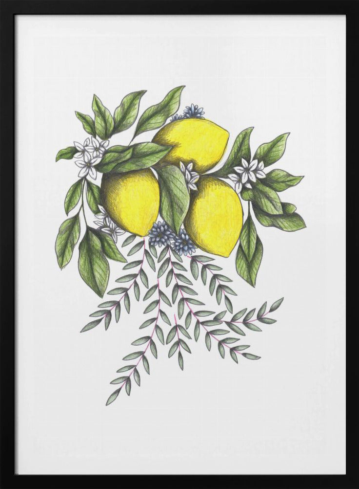 Lemons and Green leaves with Delicate White Blossoms | Poster