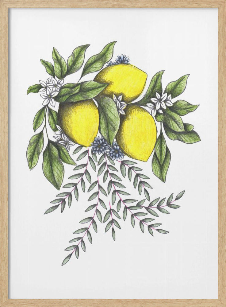 Lemons and Green leaves with Delicate White Blossoms | Poster