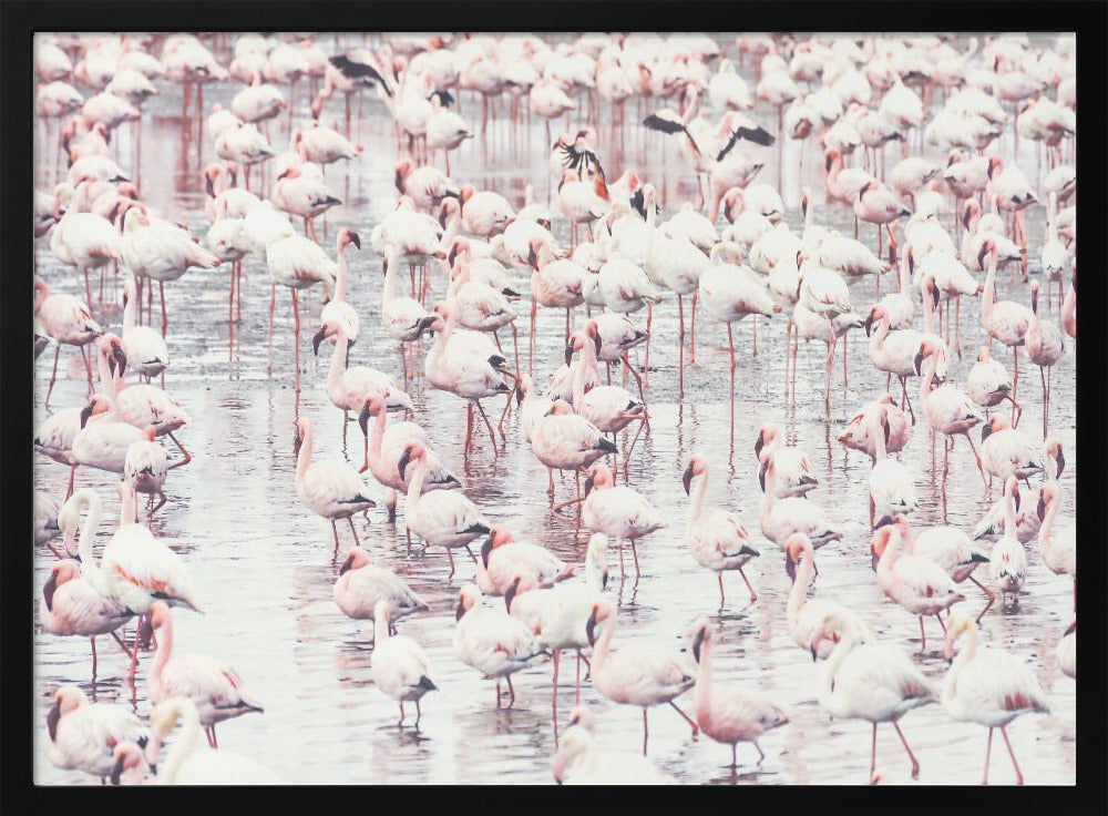 Flamingos | Poster