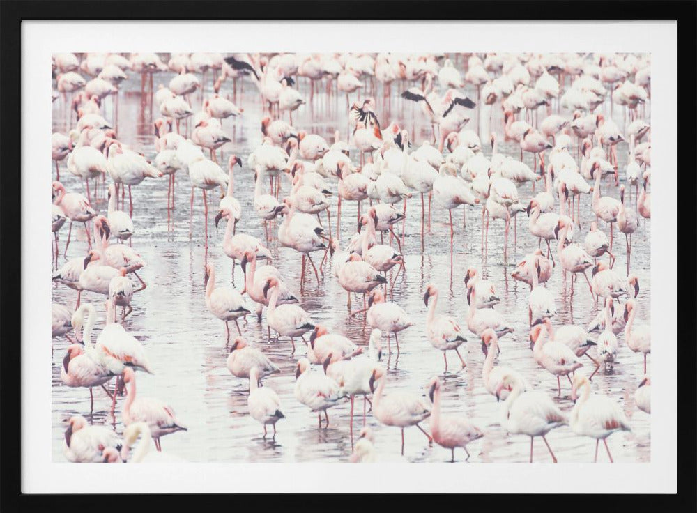 Flamingos | Poster