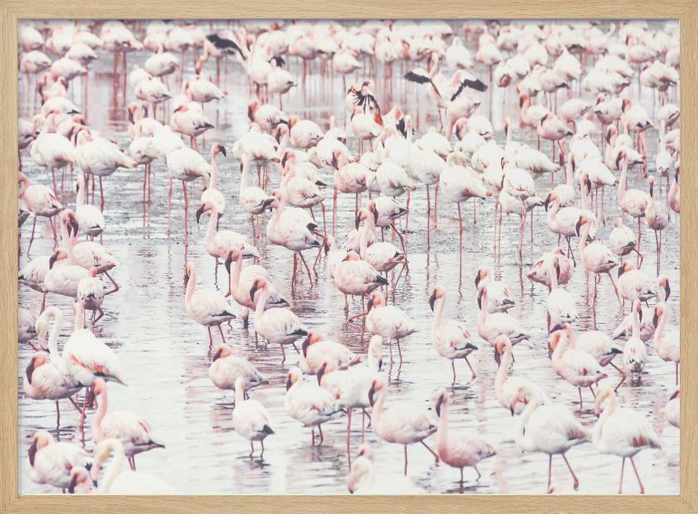 Flamingos | Poster