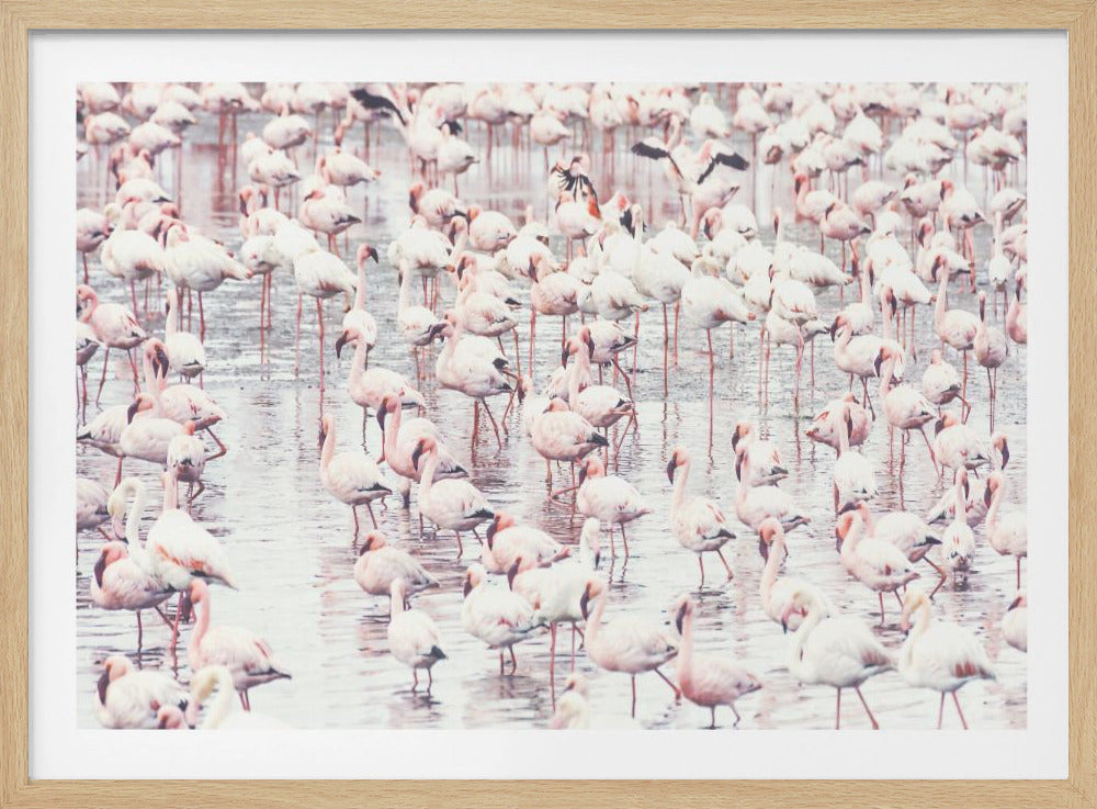 Flamingos | Poster