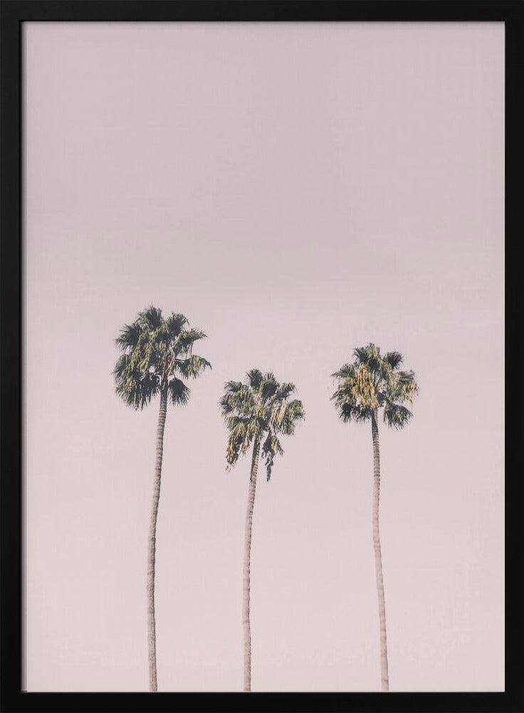 Palms On Pink | Poster