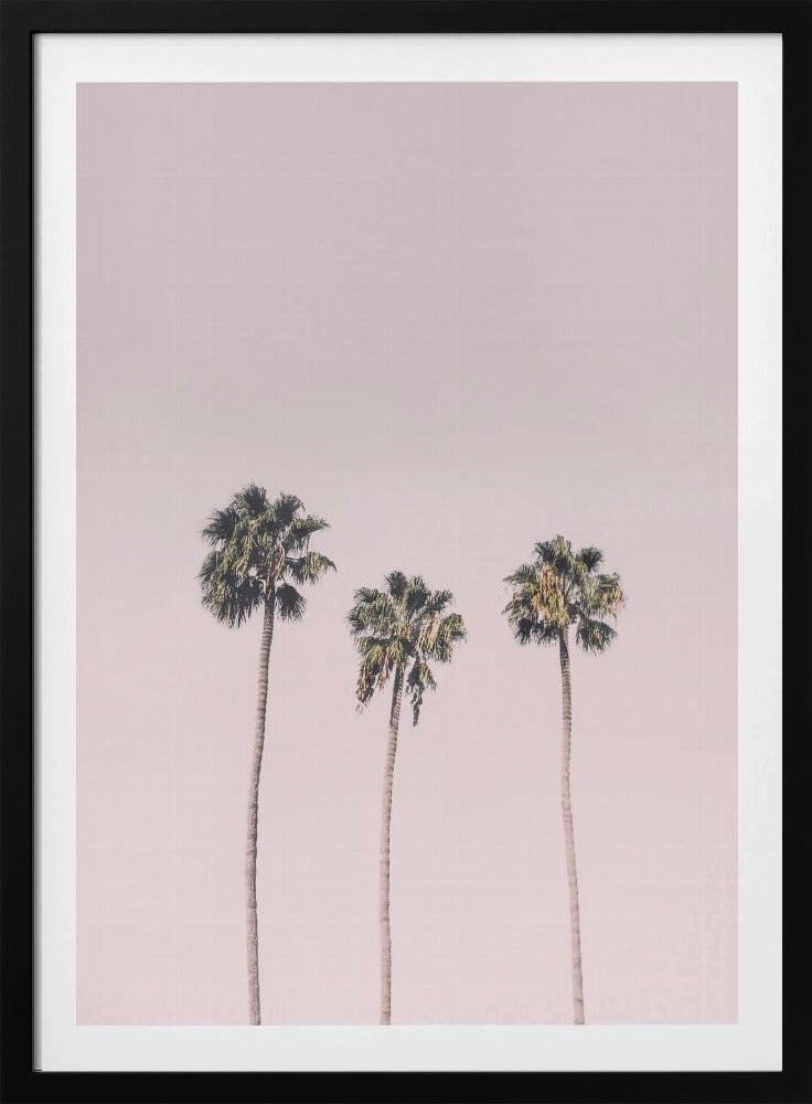 Palms On Pink | Poster
