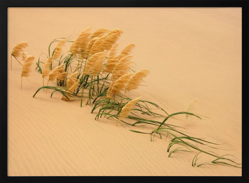 Pampas Grass in Sand Dune | Poster