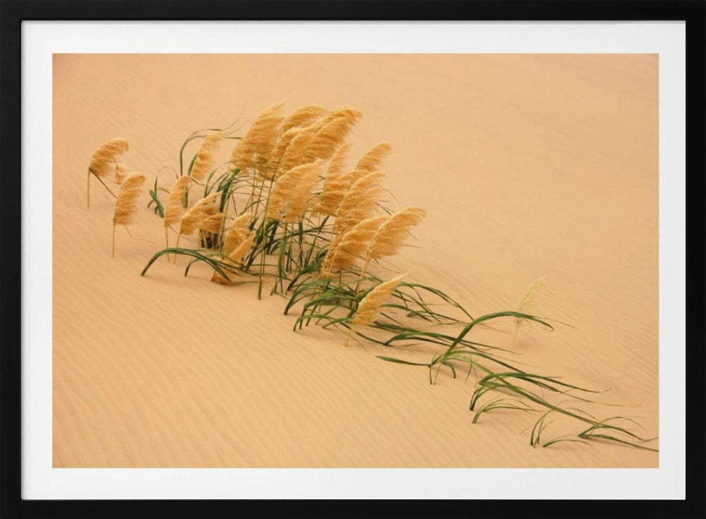 Pampas Grass in Sand Dune | Poster