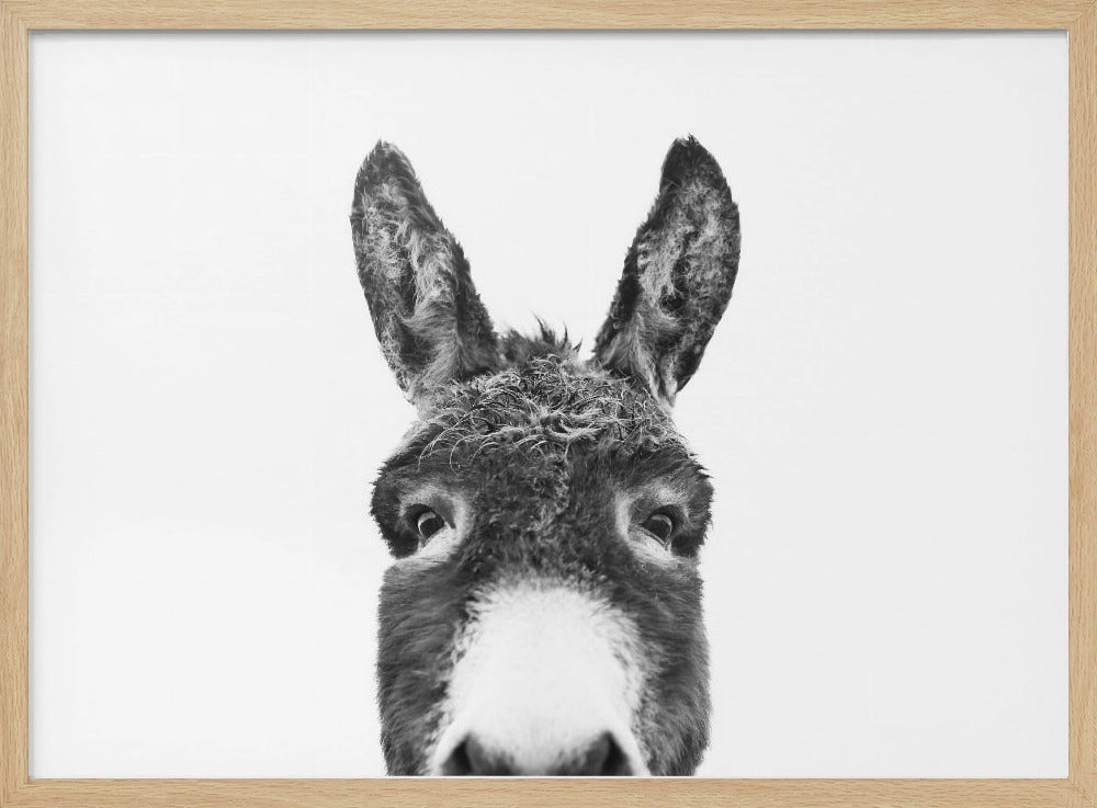 Peeking Donkey BW | Poster