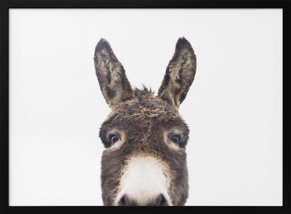 Peeking Donkey | Poster
