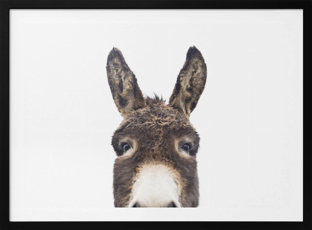 Peeking Donkey | Poster