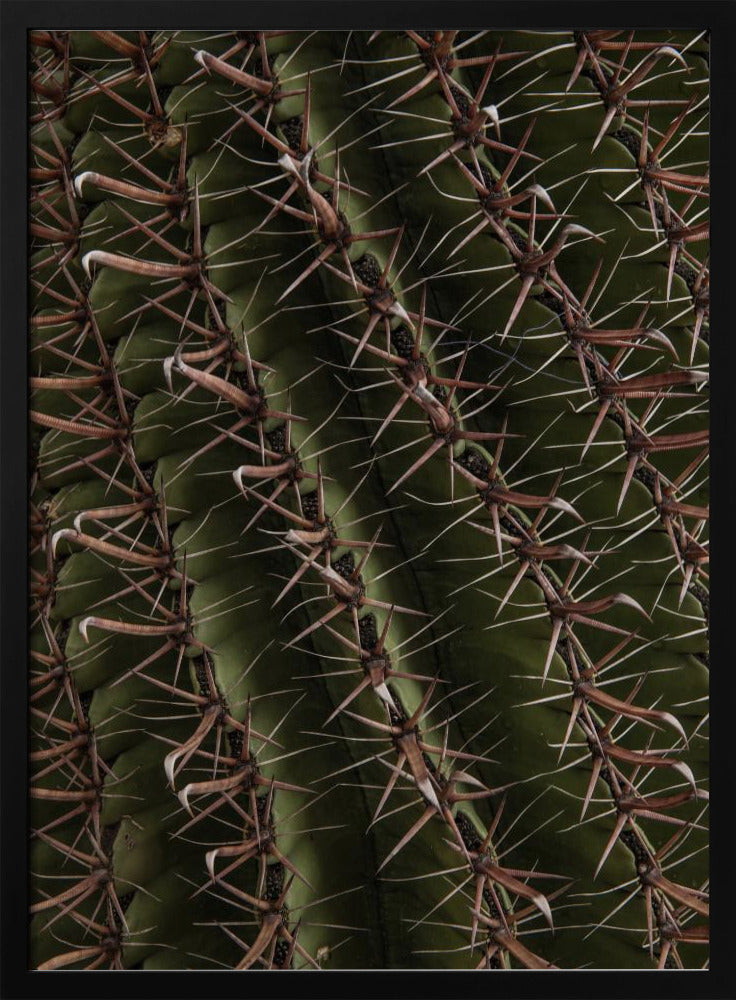 Cactus Showcases | Poster