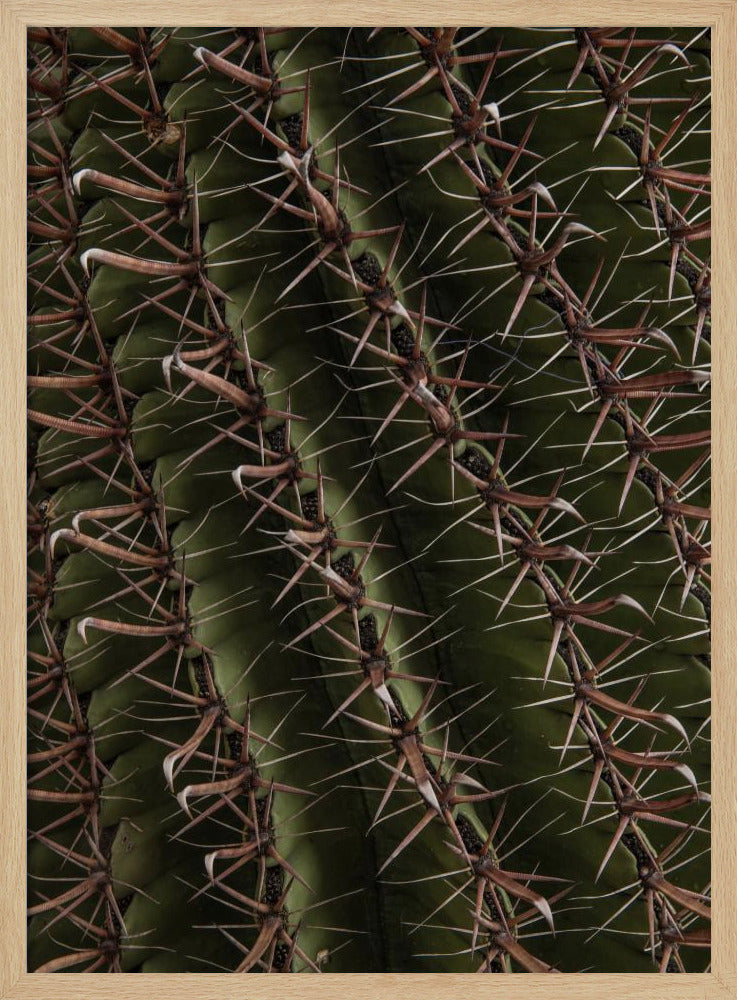 Cactus Showcases | Poster