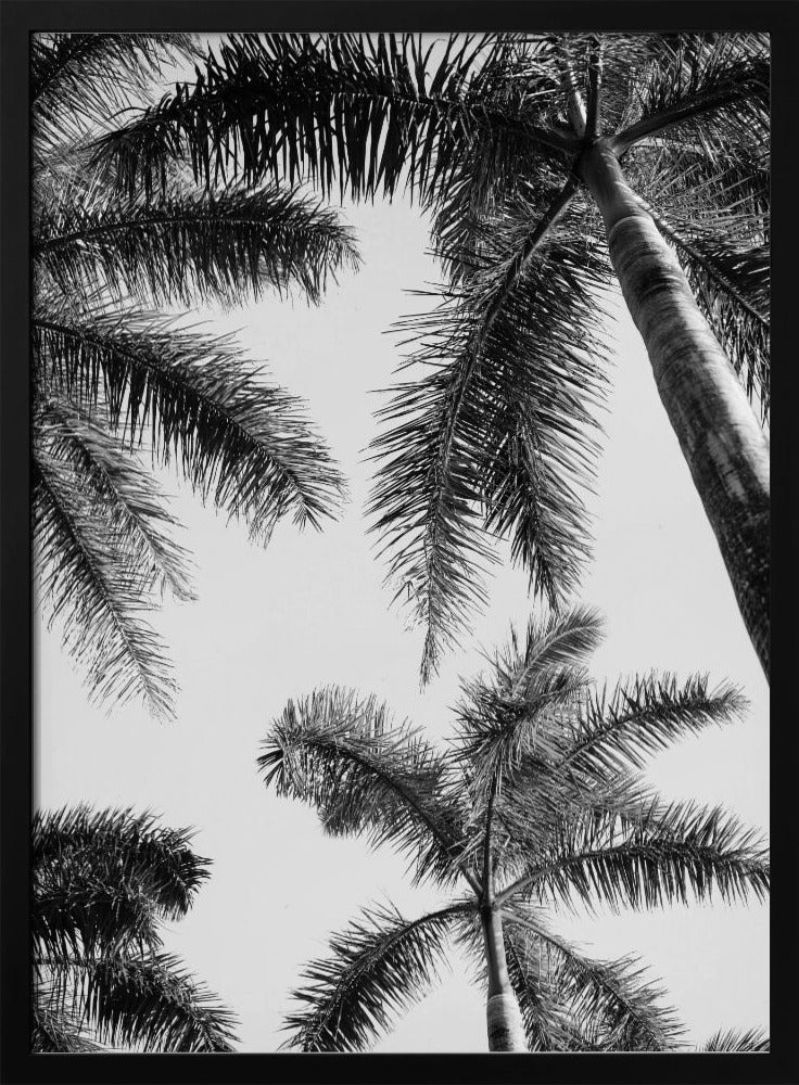 Black And White Palm Tree | Poster