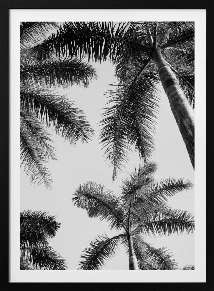 Black And White Palm Tree | Poster