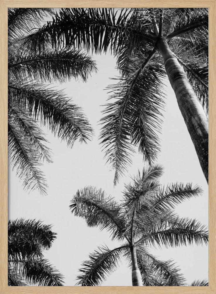 Black And White Palm Tree | Poster