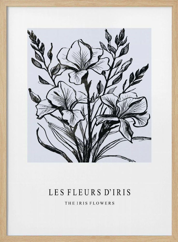 Iris Flowers In A Monochrome Illustration | Poster
