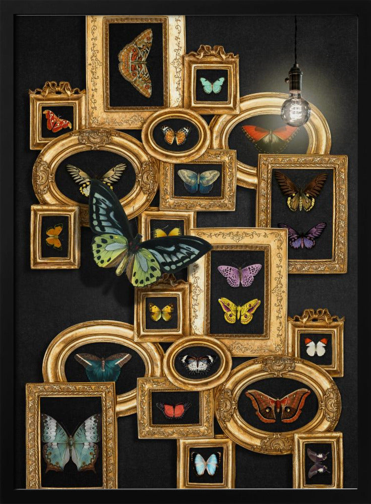 A Collection Of Butterflies | Poster