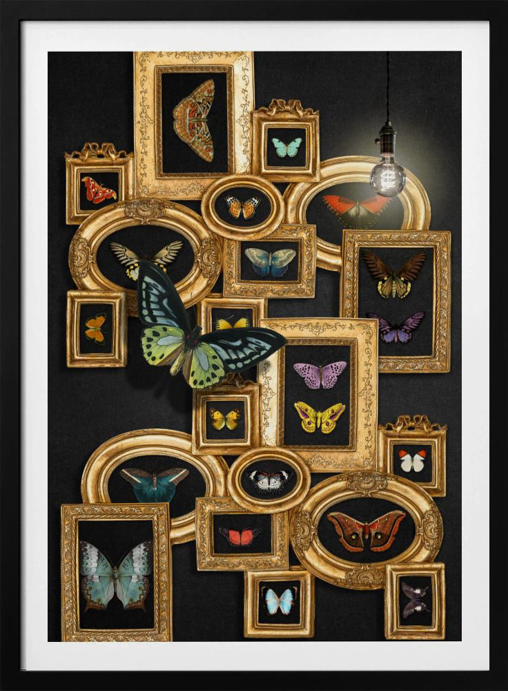 A Collection Of Butterflies | Poster