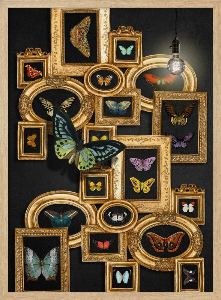 A Collection Of Butterflies | Poster
