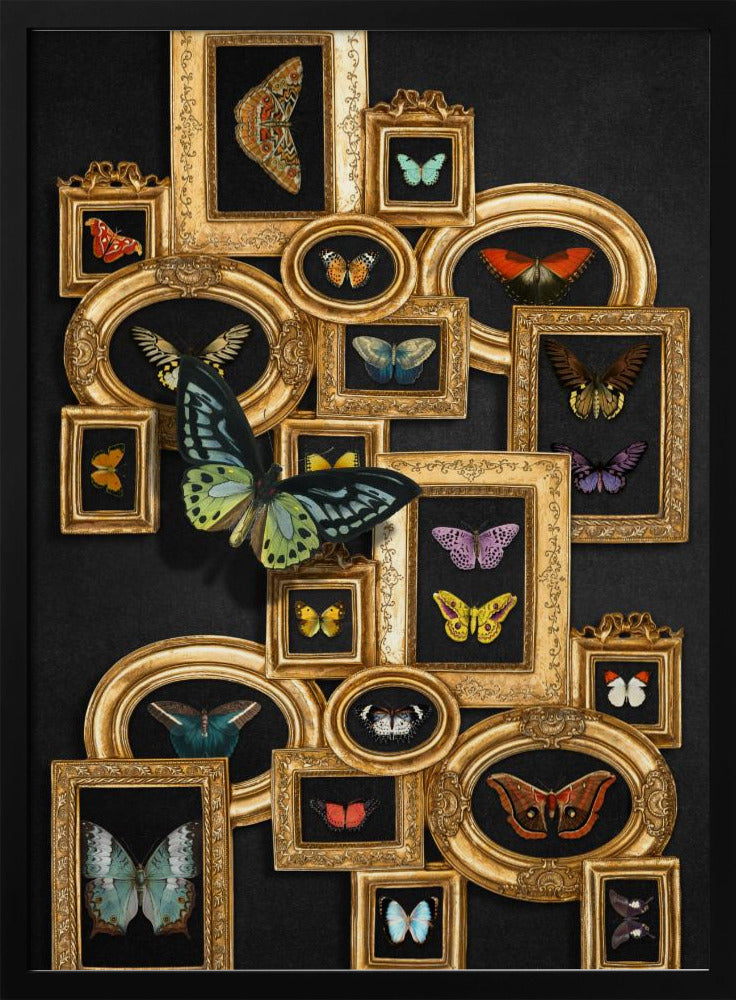 A Collection Of Butterflies | Poster