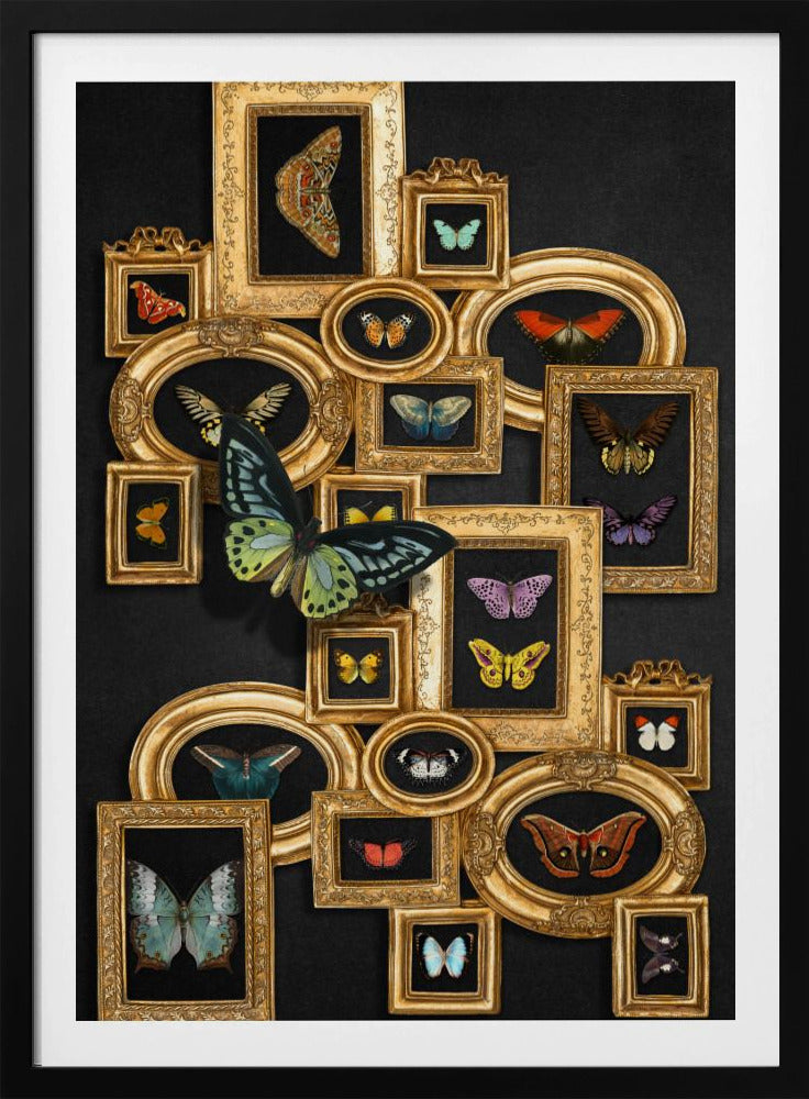 A Collection Of Butterflies | Poster