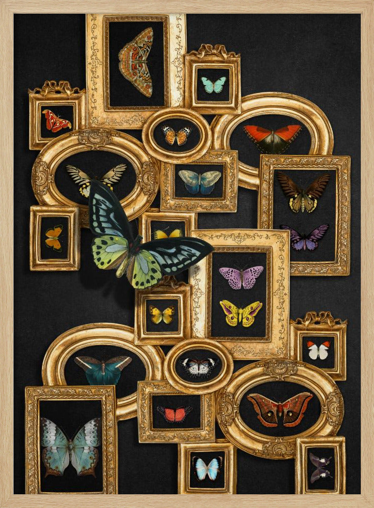 A Collection Of Butterflies | Poster