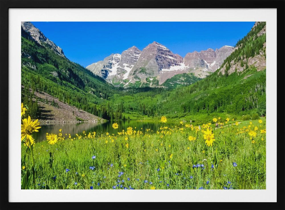 Maroon Bells Wildflowers | Poster
