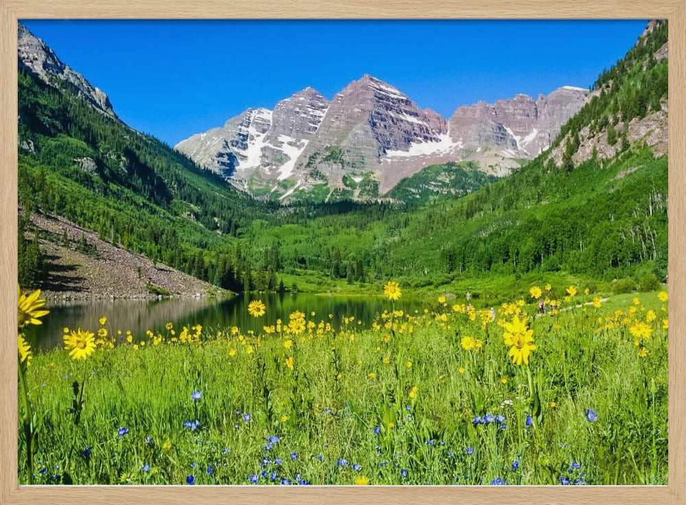 Maroon Bells Wildflowers | Poster