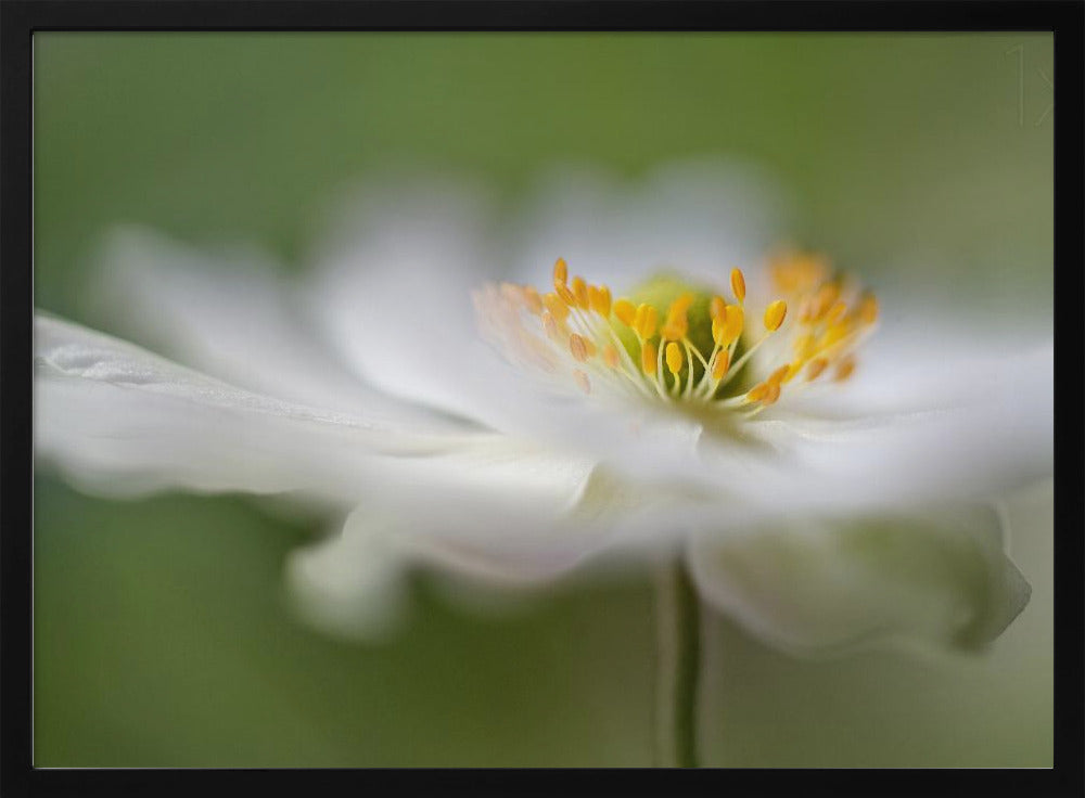 White Anemone | Poster