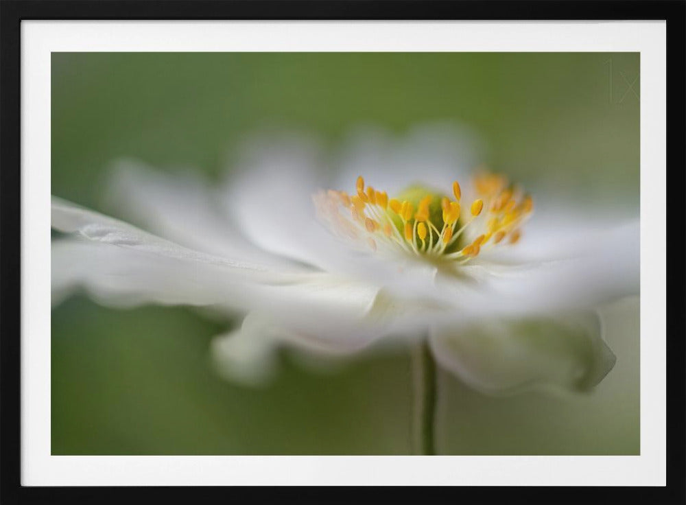 White Anemone | Poster