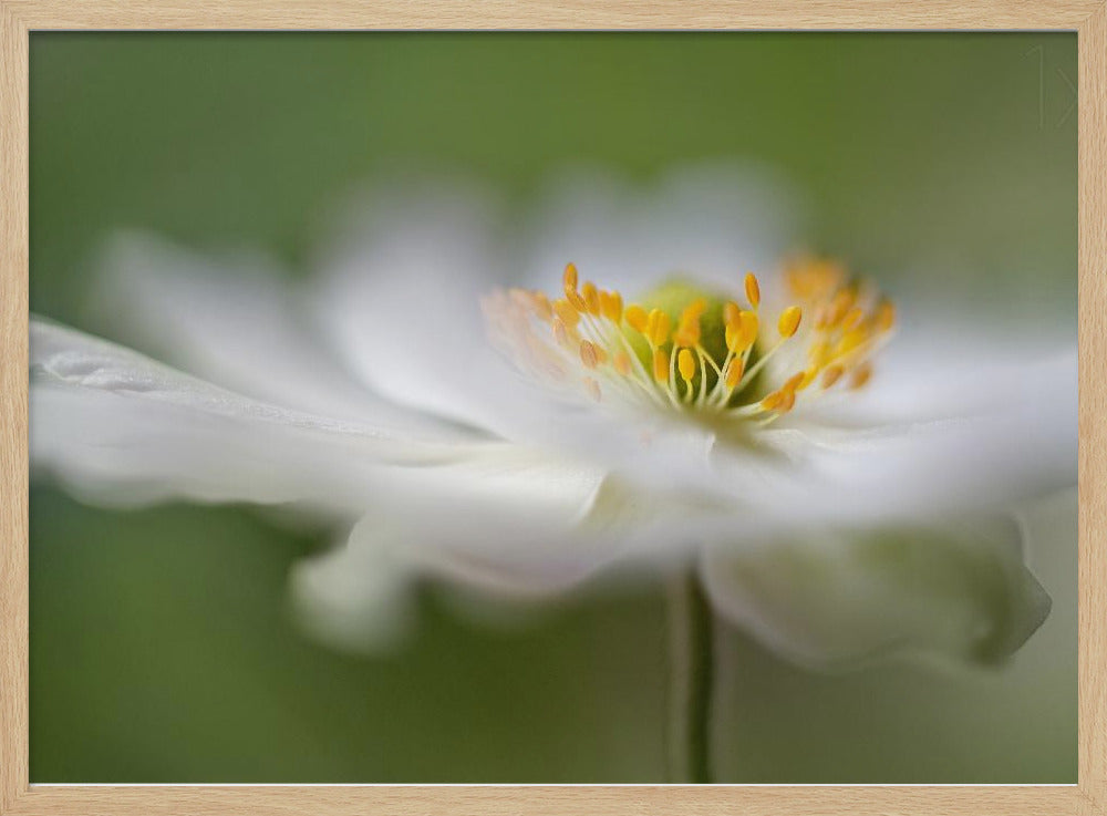 White Anemone | Poster