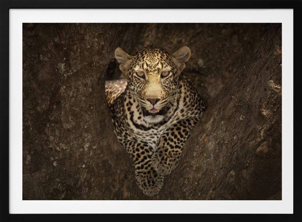 Leopard Resting on a Tree at Masai Mara | Poster